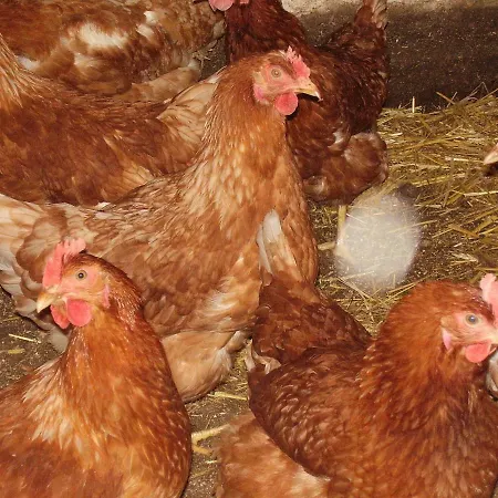 Oerglgut * Werfenweng