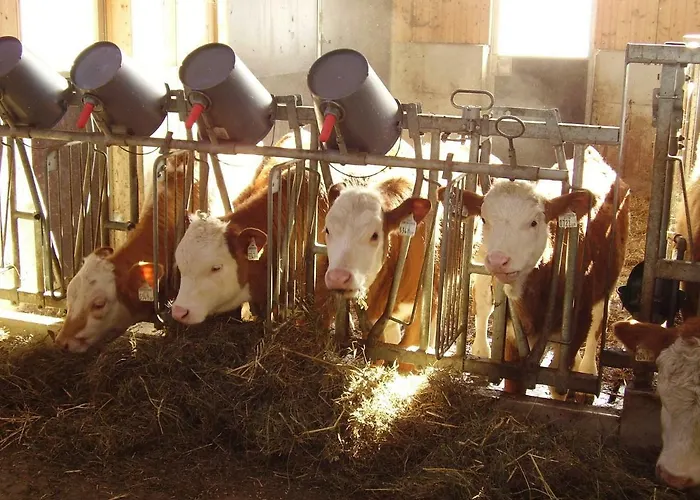 Oerglgut Apartament *